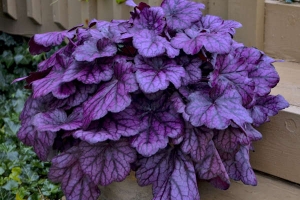 Heuchera 'Wild Rose' 